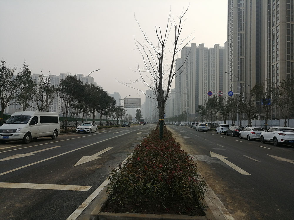 特事特辦、創(chuàng)造速度奇跡 --洛達路（中原路-穎河路）綠化工程完工